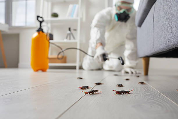 Commercial Kitchen Cockroach Control in Cashion